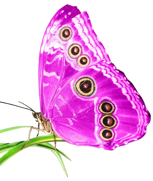 butterfly 13108 (4.0Х4.0)